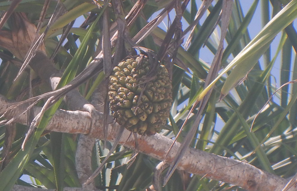 Zanzibar - Pandanus sp. (Pandanaceae)